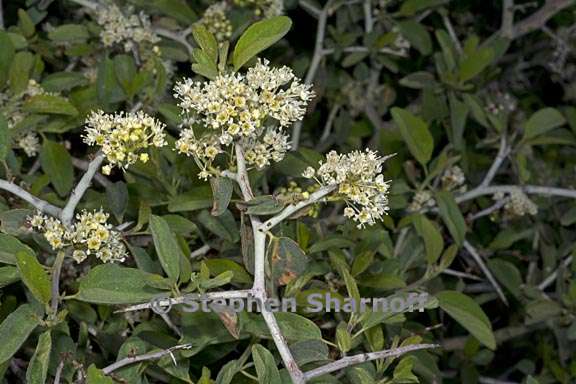 ceanothus cordulatus 5 graphic